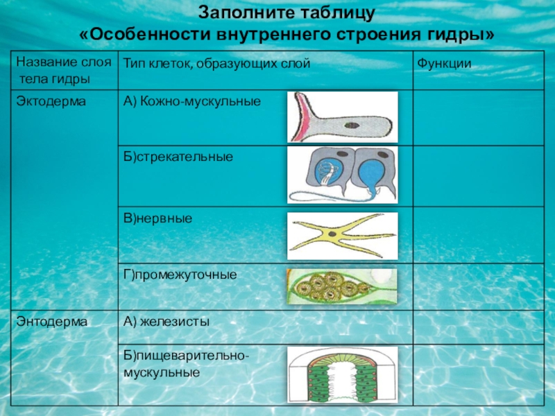 Mega поиск актуального зеркала